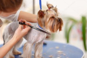 dog getting trimmed