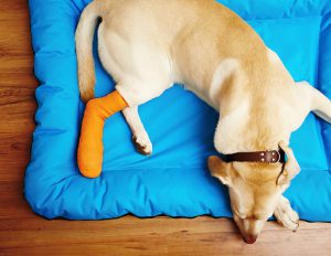 dog-injured-bed