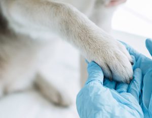 dog-paw-vet